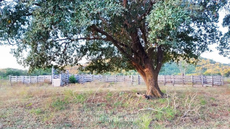 FAZENDA 48,5 ALQ 70% PLANA – A 13KM DA CIDADE FAZENDA 48,5 ALQ 70% PLANA – A 13KM DA CIDADE