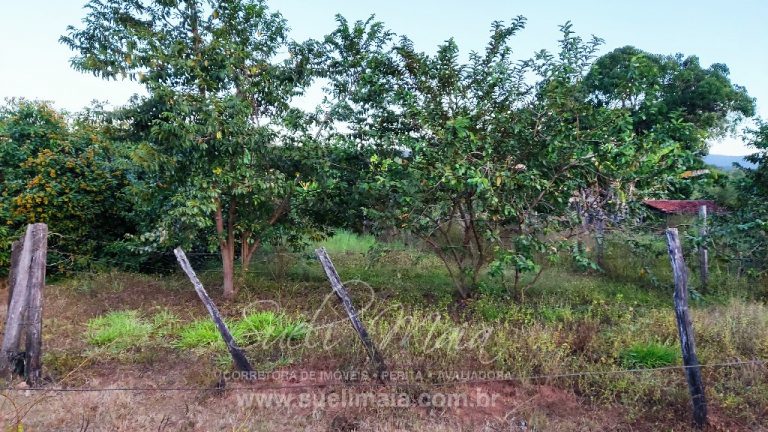 FAZENDA 48,5 ALQ 70% PLANA – A 13KM DA CIDADE FAZENDA 48,5 ALQ 70% PLANA – A 13KM DA CIDADE