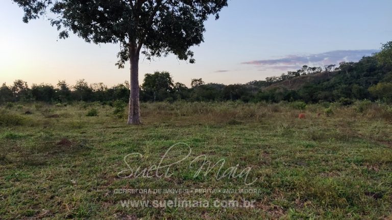 FAZENDA 48,5 ALQ 70% PLANA – A 13KM DA CIDADE FAZENDA 48,5 ALQ 70% PLANA – A 13KM DA CIDADE