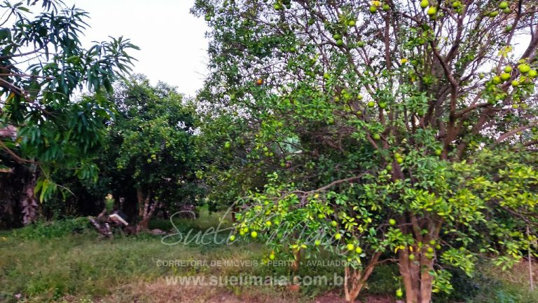 FAZENDA 48,5 ALQ 70% PLANA – A 13KM DA CIDADE FAZENDA 48,5 ALQ 70% PLANA – A 13KM DA CIDADE