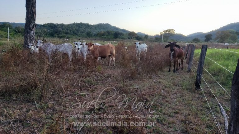 FAZENDA 48,5 ALQ 70% PLANA – A 13KM DA CIDADE FAZENDA 48,5 ALQ 70% PLANA – A 13KM DA CIDADE