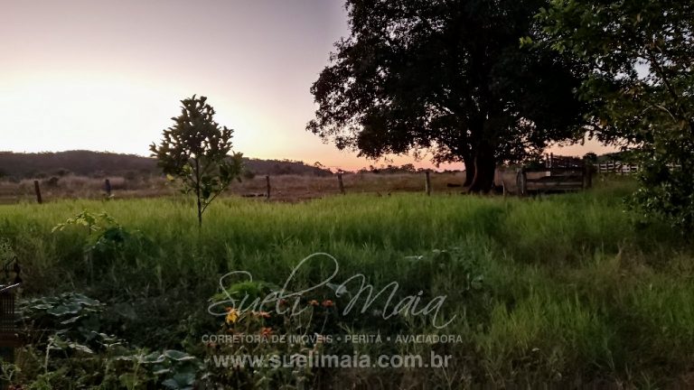 FAZENDA 48,5 ALQ 70% PLANA – A 13KM DA CIDADE FAZENDA 48,5 ALQ 70% PLANA – A 13KM DA CIDADE