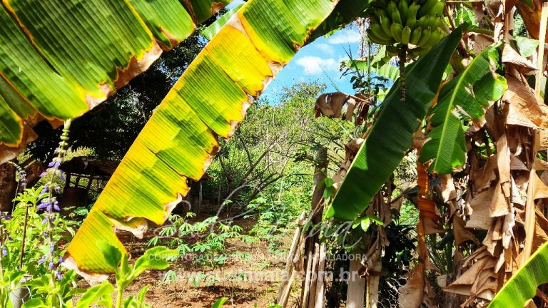 Sítio de 10 alq. – Às margens do Ribeirão Lajeado – Minaçu