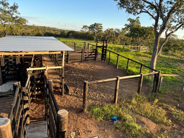 FAZENDA DE 40 ALQ (118 HA) – MINAÇU/GO