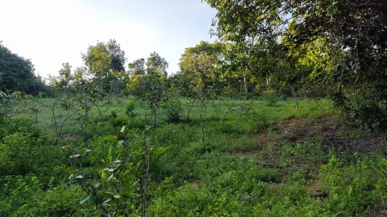 SÍTIO DE 13 ALQ. – A 4 KM DE MINAÇU/GO