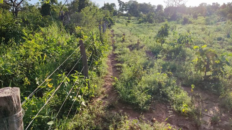SÍTIO DE 13 ALQ. – A 4 KM DE MINAÇU/GO