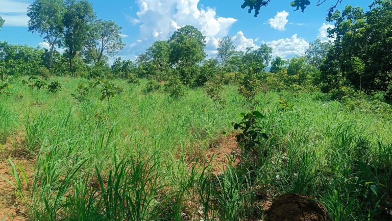 Sítio de 5,25 alq.  p/ pecuária e lavoura – Escriturado