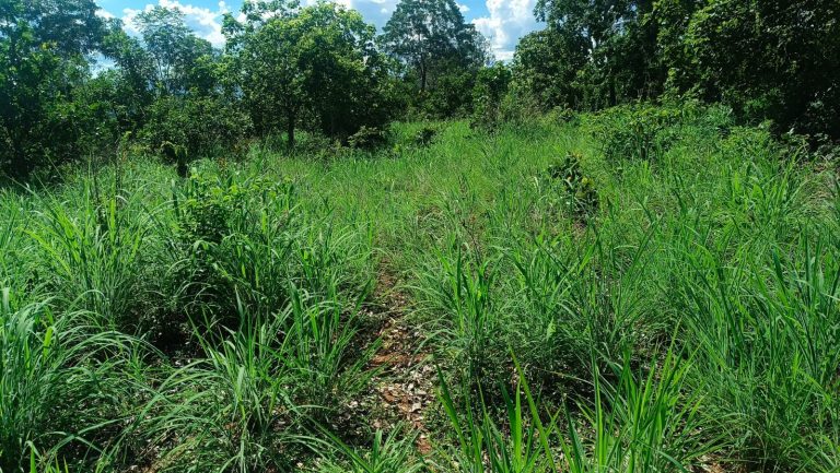 Sítio de 5,25 alq.  p/ pecuária e lavoura – Escriturado