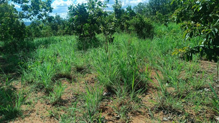 Sítio de 5,25 alq.  p/ pecuária e lavoura – Escriturado