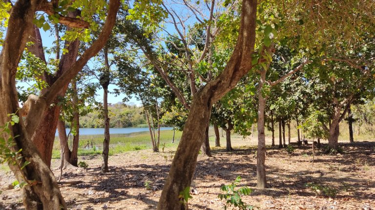 TERRENO 1200m² NA ÁREA URBANA – BEIRA LAGO – NO ASFALTO TERRENO 1200m² NA ÁREA URBANA – BEIRA LAGO – NO ASFALTO