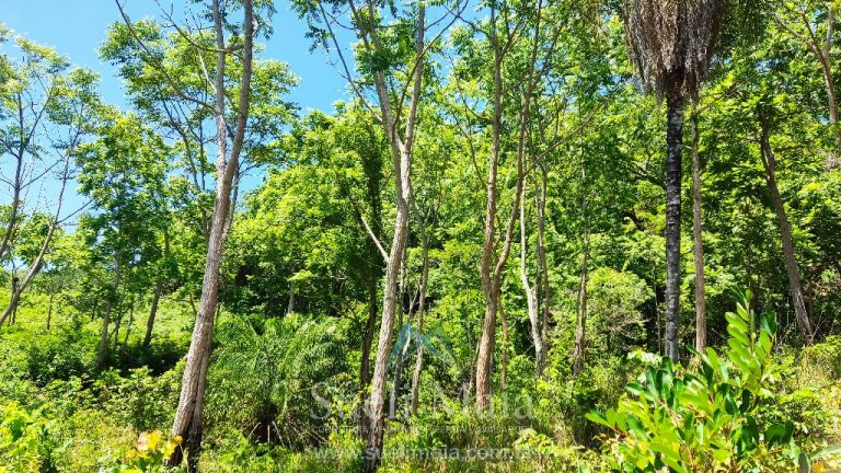 FAZENDA 66,5 ALQ PERTINHO DO ASFALTO – MINAÇU/GO FAZENDA 66,5 ALQ PERTINHO DO ASFALTO – MINAÇU/GO