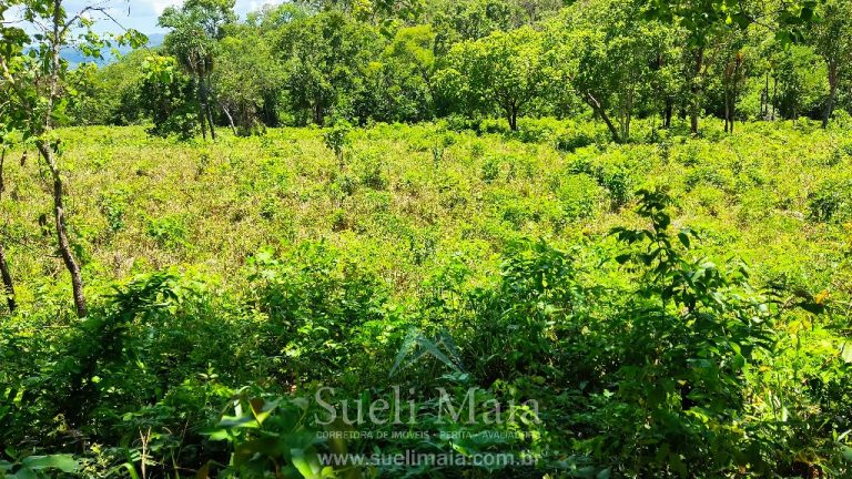 FAZENDA 66,5 ALQ PERTINHO DO ASFALTO – MINAÇU/GO FAZENDA 66,5 ALQ PERTINHO DO ASFALTO – MINAÇU/GO