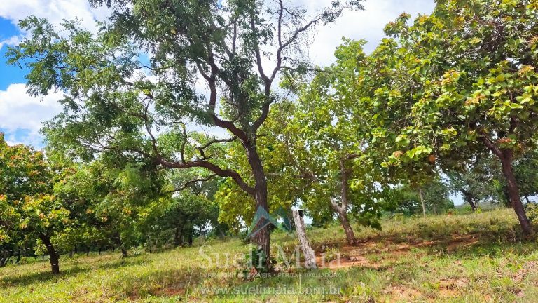 FAZENDA 66,5 ALQ PERTINHO DO ASFALTO – MINAÇU/GO FAZENDA 66,5 ALQ PERTINHO DO ASFALTO – MINAÇU/GO