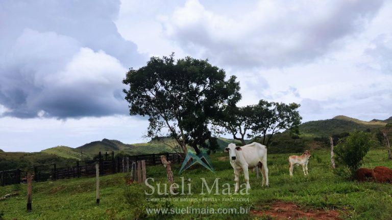 FAZENDA 66,5 ALQ PERTINHO DO ASFALTO – MINAÇU/GO FAZENDA 66,5 ALQ PERTINHO DO ASFALTO – MINAÇU/GO