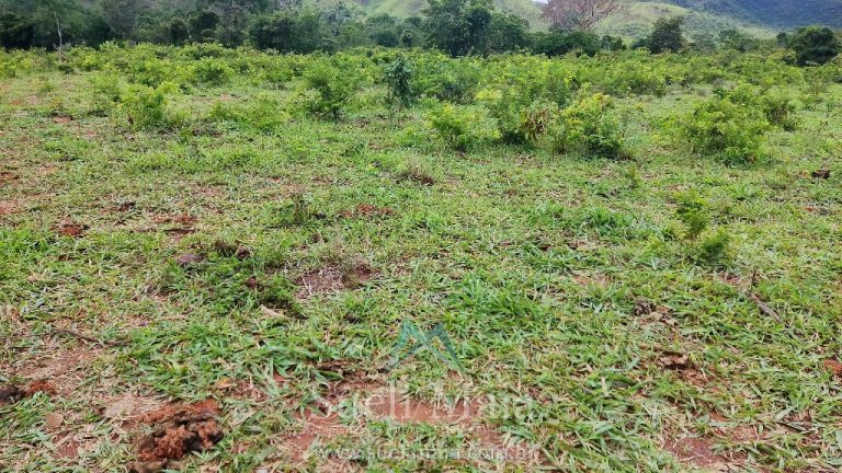 FAZENDA 66,5 ALQ PERTINHO DO ASFALTO – MINAÇU/GO FAZENDA 66,5 ALQ PERTINHO DO ASFALTO – MINAÇU/GO