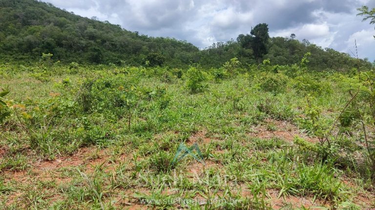 FAZENDA 66,5 ALQ PERTINHO DO ASFALTO – MINAÇU/GO FAZENDA 66,5 ALQ PERTINHO DO ASFALTO – MINAÇU/GO