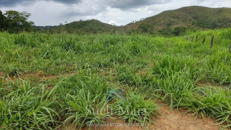 FAZENDA 66,5 ALQ PERTINHO DO ASFALTO – MINAÇU/GO FAZENDA 66,5 ALQ PERTINHO DO ASFALTO – MINAÇU/GO