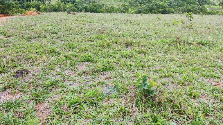 FAZENDA 66,5 ALQ PERTINHO DO ASFALTO – MINAÇU/GO FAZENDA 66,5 ALQ PERTINHO DO ASFALTO – MINAÇU/GO