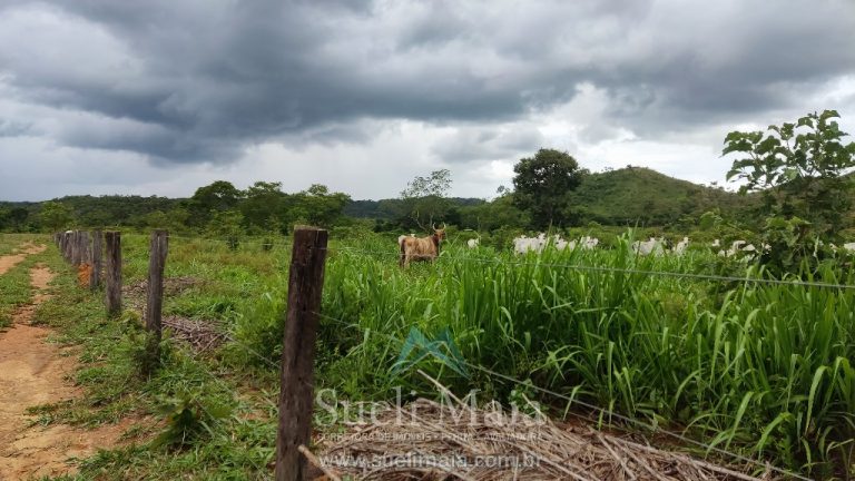 FAZENDA 66,5 ALQ PERTINHO DO ASFALTO – MINAÇU/GO FAZENDA 66,5 ALQ PERTINHO DO ASFALTO – MINAÇU/GO