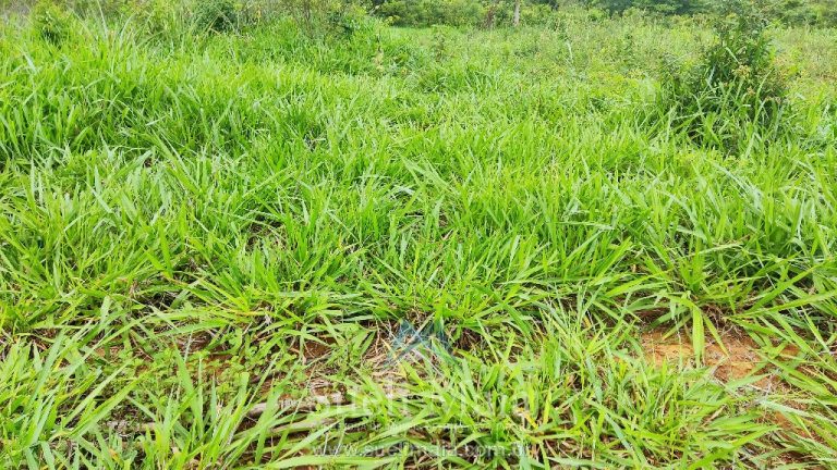 FAZENDA 66,5 ALQ PERTINHO DO ASFALTO – MINAÇU/GO FAZENDA 66,5 ALQ PERTINHO DO ASFALTO – MINAÇU/GO