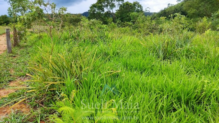 FAZENDA 66,5 ALQ PERTINHO DO ASFALTO – MINAÇU/GO FAZENDA 66,5 ALQ PERTINHO DO ASFALTO – MINAÇU/GO