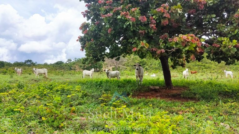 FAZENDA 66,5 ALQ PERTINHO DO ASFALTO – MINAÇU/GO FAZENDA 66,5 ALQ PERTINHO DO ASFALTO – MINAÇU/GO