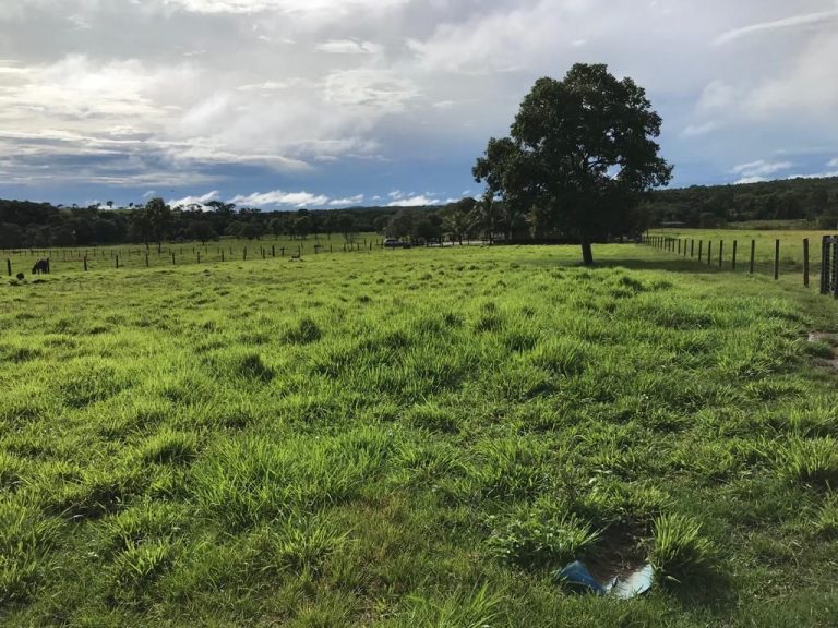 FAZENDA 66,5 ALQ PERTINHO DO ASFALTO – MINAÇU/GO FAZENDA 66,5 ALQ PERTINHO DO ASFALTO – MINAÇU/GO
