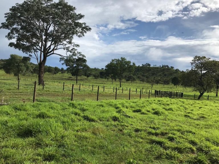 FAZENDA 66,5 ALQ PERTINHO DO ASFALTO – MINAÇU/GO FAZENDA 66,5 ALQ PERTINHO DO ASFALTO – MINAÇU/GO