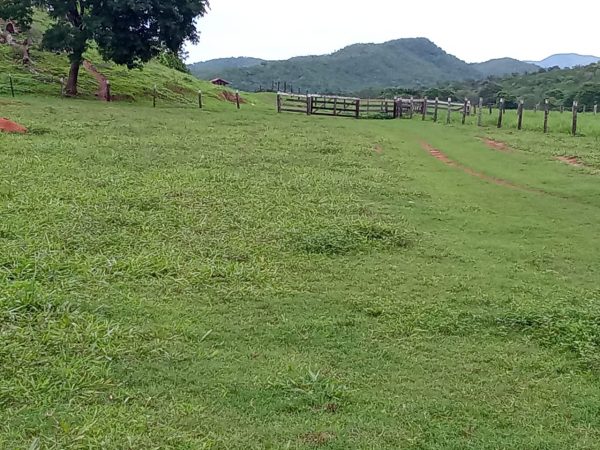 FAZENDA 81 ALQ.  (392HA) MINAÇU/GO