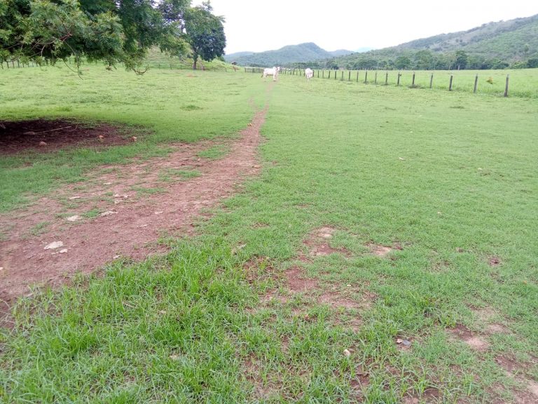FAZENDA 81 ALQ. (392HA) MINAÇU/GO FAZENDA 81 ALQ. (392HA) MINAÇU/GO