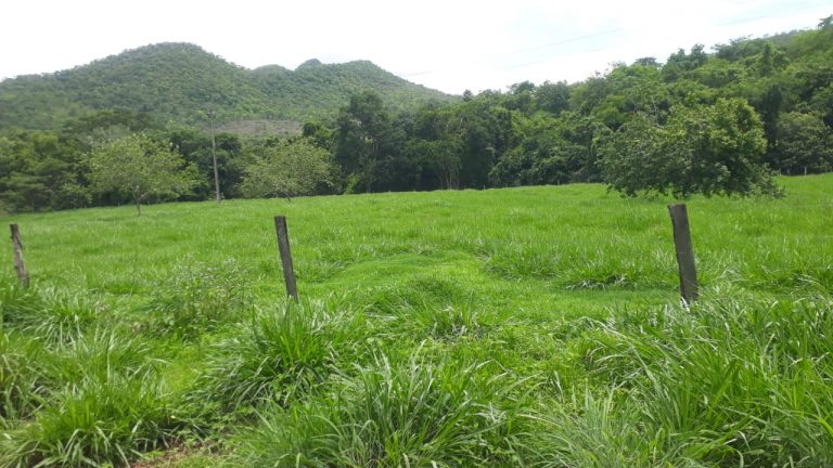 SÍTIO 15,39 ALQ. – CASA BOA, REPRESA E NASCENTE DE ÁGUA MORNA