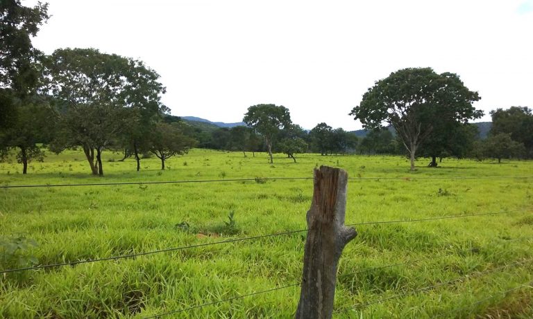 FAZENDA 65 ALQ. A 2KM DO ASFALTO – MINAÇU/GO