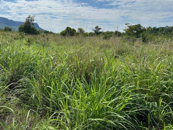 FAZENDA DE 828 ALQ (3252HA) PARANÃ/TO – PRÓX. GOIÁS
